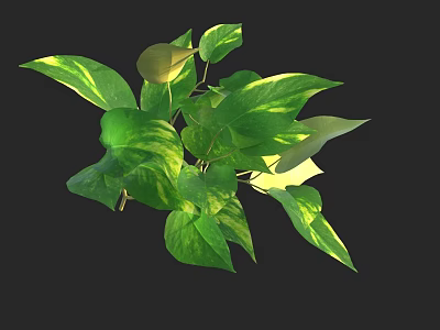 Lush Green Foliage Plant With Yellow Variegation And Diverse Leaf Shapes Sizes 3d model