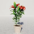 Vibrant Potted Bonsai Plant With Red Lilies Green Leaves And Buds In Terracotta Pot