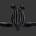 Black and White Striped Sea Turtle Reptile with Large Flippers on Gray Background