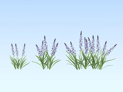 Beautiful Purple Lavender Flowers Growing In Clusters Against Light Blue Background 3d model