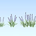 Beautiful Purple Lavender Flowers Growing In Clusters Against Light Blue Background