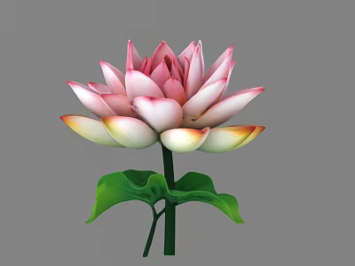 Vibrant Pink And White Lotus Flower With Detailed Petals And Green Leaves 3d model