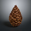 Natural Brown Pine Cone With Scaly Texture Isolated On Gray Background