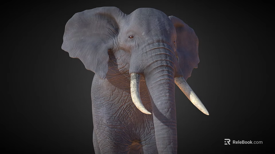 Realistic Elephant With Large Ears Long Trunk And Ivory Tusks On Dark Background 3d model 