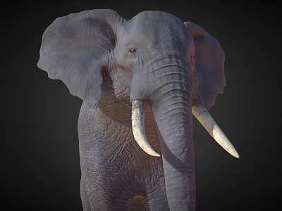 Realistic Elephant With Large Ears Long Trunk And Ivory Tusks On Dark Background 3d model