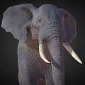 Realistic Elephant With Large Ears Long Trunk And Ivory Tusks On Dark Background