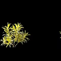 Different Yellow Leafy Shrubs With Green Foliage Arranged On Black Background 3d model