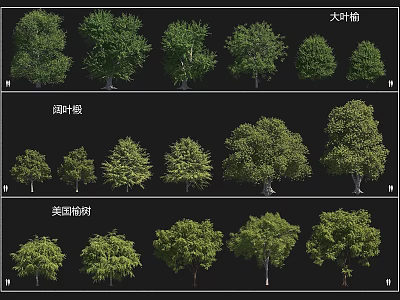 Various Arbor Species Including Big Leaf Banyan Broad Leaf Banyan And American Elm 3d model