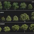 Various Arbor Species Including Big Leaf Banyan Broad Leaf Banyan And American Elm