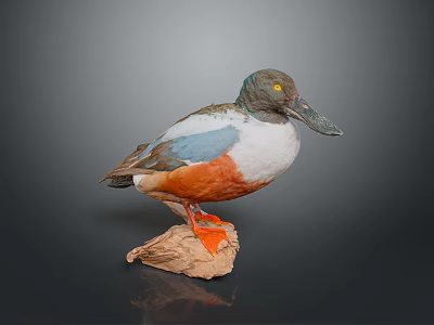 Taxidermy Bird With Green Head Blue Wings White Belly And Orange Feet Perched On Rock 3d model