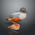 Taxidermy Bird With Green Head Blue Wings White Belly And Orange Feet Perched On Rock
