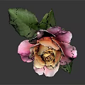 Beautiful Rose With Pink And Beige Petals Green Leaves Stem On Dark Background