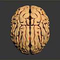 Golden Human Brain With Hair Like Textured Surface And Shiny 3D Rendering