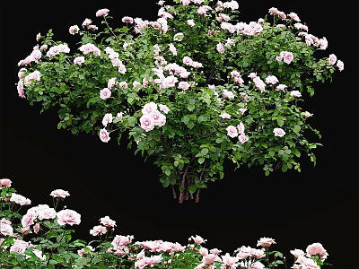 Fresh Pink And White Roses In Vase With Lush Green Leaves Decor 3d model