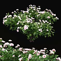 Fresh Pink And White Roses In Vase With Lush Green Leaves Decor