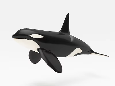 whale killer whale black true whale southern right whale arctic right whale bowback whale blue whale sei razor whale baiji 3d model