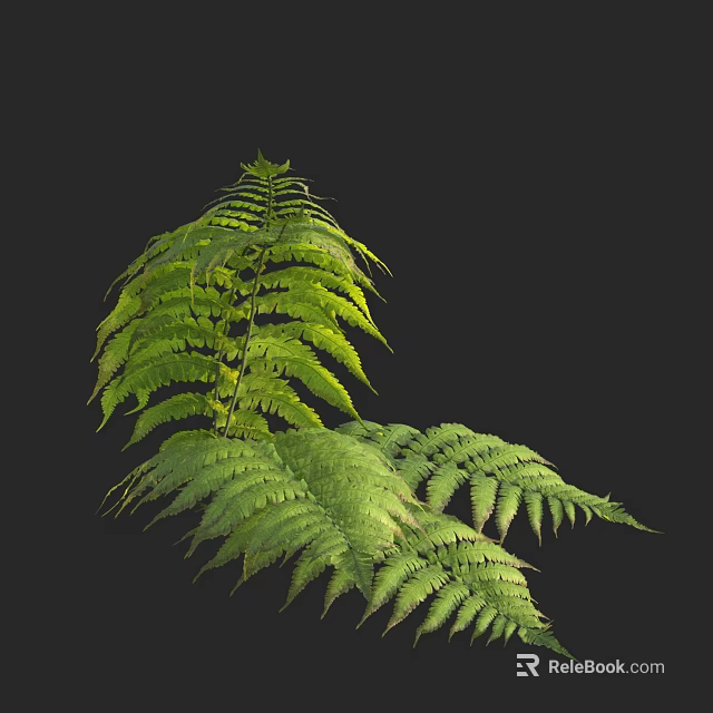 Lush Green Fern Plant With Vibrant Feathery Leaves On Dark Background 3d model 