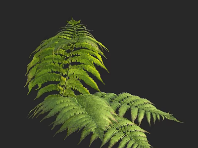 Lush Green Fern Plant With Vibrant Feathery Leaves On Dark Background 3d model