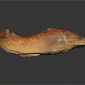 Orange Spotted Fish Lying On Black Surface With Clear Reflection 3d model