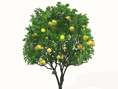 2D Teak Tree Landscape Fruit Tree Wendan Evergreen Tree 3d model