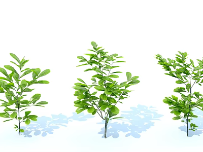 Lush Green Shrubs With Fresh Leaves And Healthy Branches For Garden Landscaping 3d model