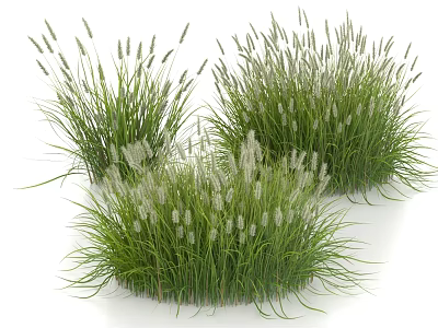 Lush Green Grass Clumps With White Spike Flowers In Garden 3d model
