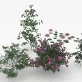 Diverse Garden Plants Featuring Purple Flowering Shrubs Green Trees And Lily Pads