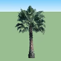 Tall Palm Trees With Thick Trunk And Lush Green Fronds In Isolated View