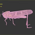 grasshopper insect cartoon locust animation locust anime locust anime game character 3d model