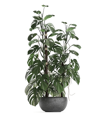 potted green plant indoor plant 3d model