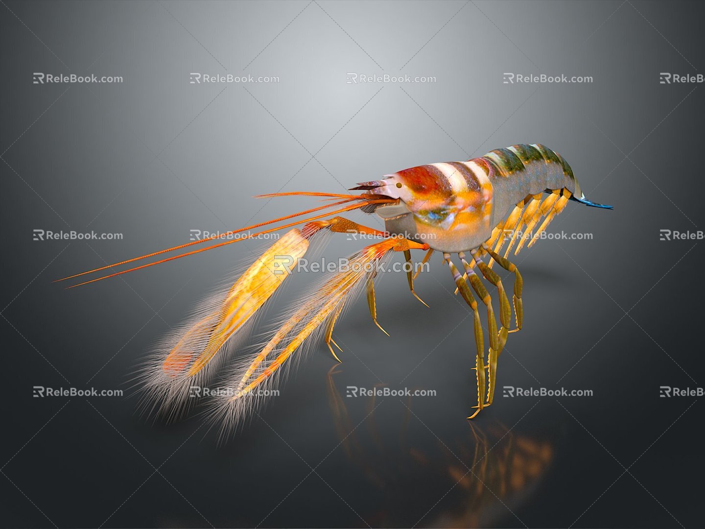 Japanese tiger shrimp prawn prawn metapenaeus ensis shrimp life supplies 3d model