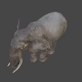Realistic Gray Elephant With Long White Tusks Standing On Blue Background 3d model