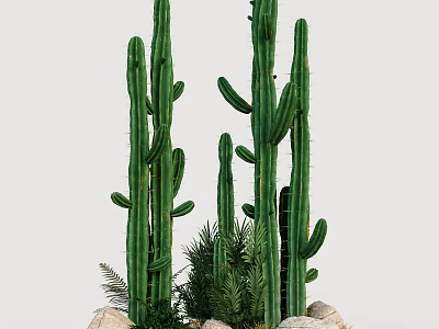 Indoor Decorative Tall Cactus Bonsai Potted Plants With Small Greenery And Stones 3d model