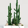 Indoor Decorative Tall Cactus Bonsai Potted Plants With Small Greenery And Stones