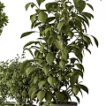 Bonsai Potted Plants with Various Green Foliage in Brown Cylindrical Pots