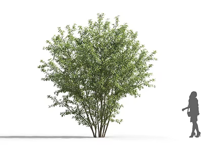 Lush Green Arbor Tree With Multiple Trunks And Woman Silhouette Standing Nearby 3d model