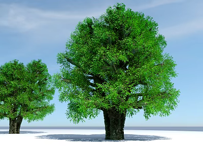 Tall Arbor Trees with Lush Green Foliage and Thick Trunks Under Clear Blue Sky 3d model