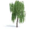 Graceful Weeping Willow Arbor With Long Drooping Branches And Lush Green Foliage
