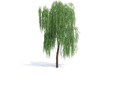 Graceful Weeping Willow Arbor With Long Drooping Branches And Lush Green Foliage 3d model