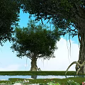 Tall Trees Surrounded by Pond Water Lilies Green Grass and Blue Sky