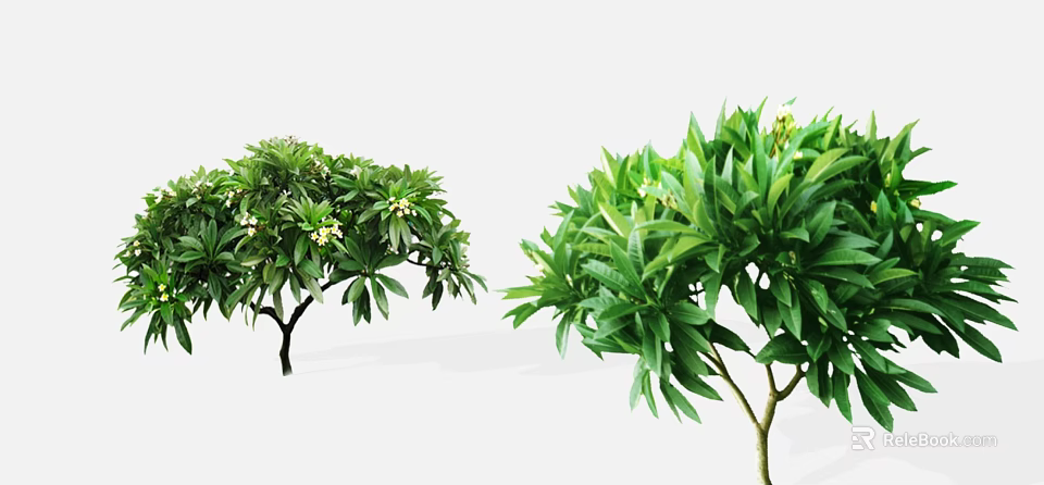 Lush Arbor Trees With Green Leaves And White Flowers In Garden 3d model 