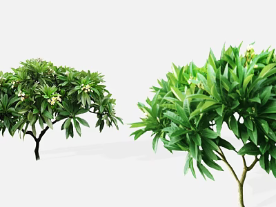 Lush Arbor Trees With Green Leaves And White Flowers In Garden 3d model