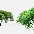 Lush Arbor Trees With Green Leaves And White Flowers In Garden