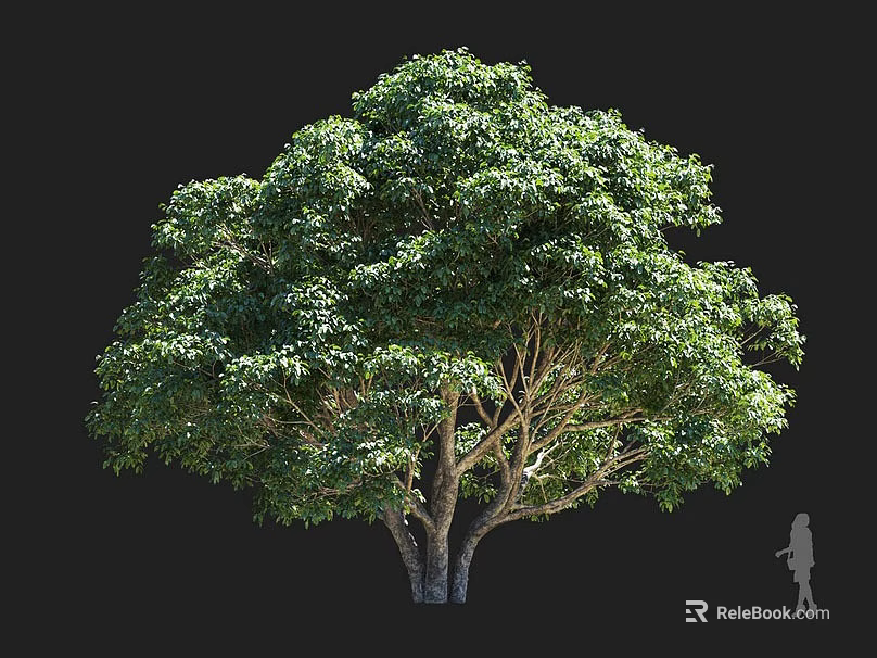 Tall Arbor With Lush Green Foliage Thick Sturdy Trunk And Human Silhouette For Size Comparison 3d model 