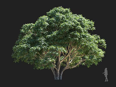 Tall Arbor With Lush Green Foliage Thick Sturdy Trunk And Human Silhouette For Size Comparison 3d model