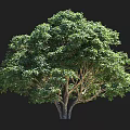 Tall Arbor With Lush Green Foliage Thick Sturdy Trunk And Human Silhouette For Size Comparison