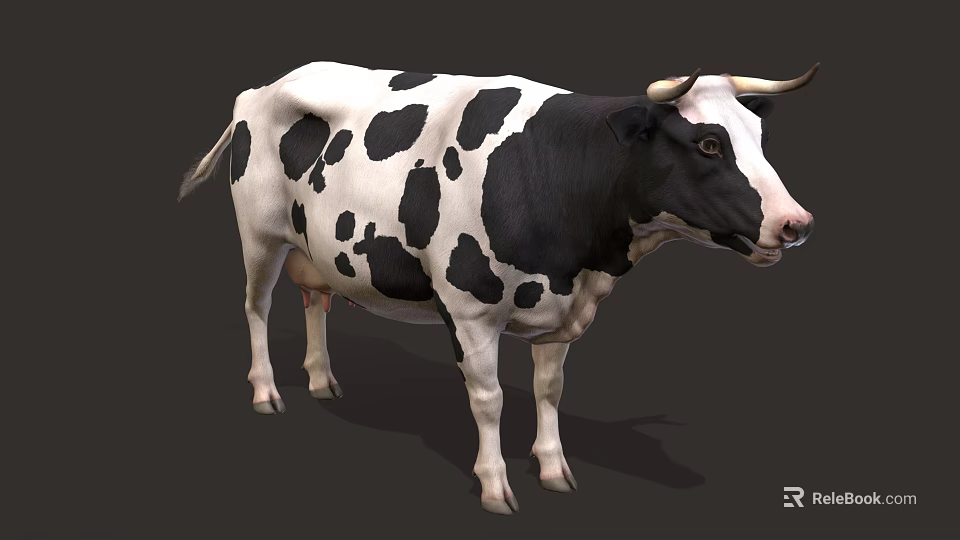 Black and White Spotted Cow with Horns Standing in Full Body Profile View 3d model 