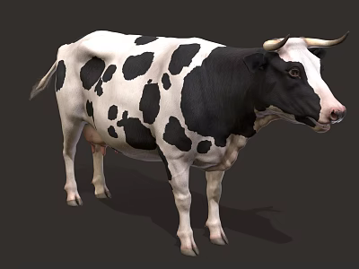 Black and White Spotted Cow with Horns Standing in Full Body Profile View 3d model