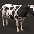Black and White Spotted Cow with Horns Standing in Full Body Profile View