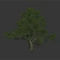 Tall Arbor With Lush Green Foliage And Strong Trunk In Natural Environment